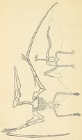 An illustration from Extinct monsters and creatures of other days: a popular account of some of the larger forms of ancient animal life (1911)