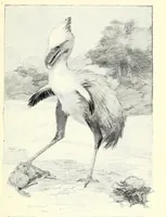An illustration from Extinct monsters and creatures of other days: a popular account of some of the larger forms of ancient animal life (1911)