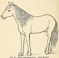 Picture 12 of 14 from Extinct monsters and creatures of other days: a popular account of some of the larger forms of ancient animal life (1911), leaf 368