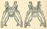 An illustration from Extinct monsters : a popular account of some of the larger forms of ancient animal life (1893)