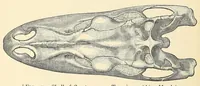An illustration from Extinct monsters : a popular account of some of the larger forms of ancient animal life (1893)