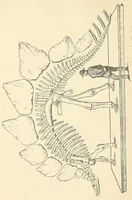 An illustration from Extinct monsters : a popular account of some of the larger forms of ancient animal life (1893)