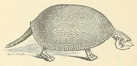 Picture 9 of 9 from Extinct monsters : a popular account of some of the larger forms of ancient animal life (1893), leaf 304