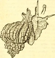 An illustration from Fabii Columnæ, Lyncei, nobilis Neapolitani, genere Romani, Opusculum de Purpura : Romae primùm, an. 1616 editum, & nunc iterùm luci datum, operâ ac studio Johann-Danielis Majoris ... cujus novissimè accesserunt annotationes quædam (1675)