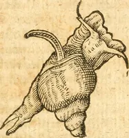 An illustration from Fabii Columnæ, Lyncei, nobilis Neapolitani, genere Romani, Opusculum de Purpura : Romae primùm, an. 1616 editum, & nunc iterùm luci datum, operâ ac studio Johann-Danielis Majoris ... cujus novissimè accesserunt annotationes quædam (1675)