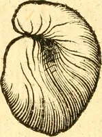 An illustration from Fabii Columnæ, Lyncei, nobilis Neapolitani, genere Romani, Opusculum de Purpura : Romae primùm, an. 1616 editum, & nunc iterùm luci datum, operâ ac studio Johann-Danielis Majoris ... cujus novissimè accesserunt annotationes quædam (1675)