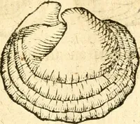 An illustration from Fabii Columnæ, Lyncei, nobilis Neapolitani, genere Romani, Opusculum de Purpura : Romae primùm, an. 1616 editum, & nunc iterùm luci datum, operâ ac studio Johann-Danielis Majoris ... cujus novissimè accesserunt annotationes quædam (1675)