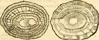 Picture 30 of 58 from Fabii Columnæ, Lyncei, nobilis Neapolitani, genere Romani, Opusculum de Purpura : Romae primùm, an. 1616 editum, & nunc iterùm luci datum, operâ ac studio Johann-Danielis Majoris ... cujus novissimè accesserunt annotationes quædam (1675), leaf 194