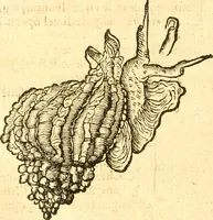 An illustration from Fabii Columnæ, Lyncei, nobilis Neapolitani, genere Romani, Opusculum de Purpura : Romae primùm, an. 1616 editum, & nunc iterùm luci datum, operâ ac studio Johann-Danielis Majoris ... cujus novissimè accesserunt annotationes quædam (1675)