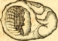 An illustration from Fabii Columnæ, Lyncei, nobilis Neapolitani, genere Romani, Opusculum de Purpura : Romae primùm, an. 1616 editum, & nunc iterùm luci datum, operâ ac studio Johann-Danielis Majoris ... cujus novissimè accesserunt annotationes quædam (1675)