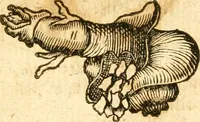 An illustration from Fabii Columnæ, Lyncei, nobilis Neapolitani, genere Romani, Opusculum de Purpura : Romae primùm, an. 1616 editum, & nunc iterùm luci datum, operâ ac studio Johann-Danielis Majoris ... cujus novissimè accesserunt annotationes quædam (1675)