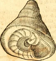 An illustration from Fabii Columnæ, Lyncei, nobilis Neapolitani, genere Romani, Opusculum de Purpura : Romae primùm, an. 1616 editum, & nunc iterùm luci datum, operâ ac studio Johann-Danielis Majoris ... cujus novissimè accesserunt annotationes quædam (1675)