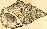 An illustration from Fabii Columnæ, Lyncei, nobilis Neapolitani, genere Romani, Opusculum de Purpura : Romae primùm, an. 1616 editum, & nunc iterùm luci datum, operâ ac studio Johann-Danielis Majoris ... cujus novissimè accesserunt annotationes quædam (1675)