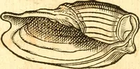 Picture 38 of 58 from Fabii Columnæ, Lyncei, nobilis Neapolitani, genere Romani, Opusculum de Purpura : Romae primùm, an. 1616 editum, & nunc iterùm luci datum, operâ ac studio Johann-Danielis Majoris ... cujus novissimè accesserunt annotationes quædam (1675), leaf 203