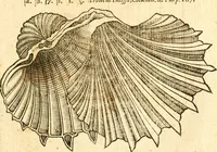 An illustration from Fabii Columnæ, Lyncei, nobilis Neapolitani, genere Romani, Opusculum de Purpura : Romae primùm, an. 1616 editum, & nunc iterùm luci datum, operâ ac studio Johann-Danielis Majoris ... cujus novissimè accesserunt annotationes quædam (1675)