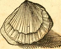 An illustration from Fabii Columnæ, Lyncei, nobilis Neapolitani, genere Romani, Opusculum de Purpura : Romae primùm, an. 1616 editum, & nunc iterùm luci datum, operâ ac studio Johann-Danielis Majoris ... cujus novissimè accesserunt annotationes quædam (1675)
