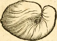 An illustration from Fabii Columnæ, Lyncei, nobilis Neapolitani, genere Romani, Opusculum de Purpura : Romae primùm, an. 1616 editum, & nunc iterùm luci datum, operâ ac studio Johann-Danielis Majoris ... cujus novissimè accesserunt annotationes quædam (1675)