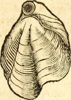 An illustration from Fabii Columnæ, Lyncei, nobilis Neapolitani, genere Romani, Opusculum de Purpura : Romae primùm, an. 1616 editum, & nunc iterùm luci datum, operâ ac studio Johann-Danielis Majoris ... cujus novissimè accesserunt annotationes quædam (1675)