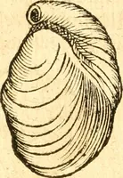 Picture 44 of 58 from Fabii Columnæ, Lyncei, nobilis Neapolitani, genere Romani, Opusculum de Purpura : Romae primùm, an. 1616 editum, & nunc iterùm luci datum, operâ ac studio Johann-Danielis Majoris ... cujus novissimè accesserunt annotationes quædam (1675), leaf 209