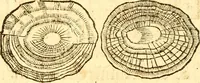 An illustration from Fabii Columnæ, Lyncei, nobilis Neapolitani, genere Romani, Opusculum de Purpura : Romae primùm, an. 1616 editum, & nunc iterùm luci datum, operâ ac studio Johann-Danielis Majoris ... cujus novissimè accesserunt annotationes quædam (1675)