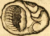 An illustration from Fabii Columnæ, Lyncei, nobilis Neapolitani, genere Romani, Opusculum de Purpura : Romae primùm, an. 1616 editum, & nunc iterùm luci datum, operâ ac studio Johann-Danielis Majoris ... cujus novissimè accesserunt annotationes quædam (1675)