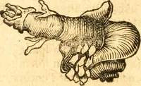 An illustration from Fabii Columnæ, Lyncei, nobilis Neapolitani, genere Romani, Opusculum de Purpura : Romae primùm, an. 1616 editum, & nunc iterùm luci datum, operâ ac studio Johann-Danielis Majoris ... cujus novissimè accesserunt annotationes quædam (1675)