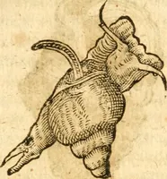 An illustration from Fabii Columnæ, Lyncei, nobilis Neapolitani, genere Romani, Opusculum de Purpura : Romae primùm, an. 1616 editum, & nunc iterùm luci datum, operâ ac studio Johann-Danielis Majoris ... cujus novissimè accesserunt annotationes quædam (1675)