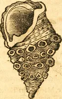 An illustration from Fabii Columnæ, Lyncei, nobilis Neapolitani, genere Romani, Opusculum de Purpura : Romae primùm, an. 1616 editum, & nunc iterùm luci datum, operâ ac studio Johann-Danielis Majoris ... cujus novissimè accesserunt annotationes quædam (1675)