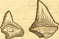 An illustration from Fabii Columnæ, Lyncei, nobilis Neapolitani, genere Romani, Opusculum de Purpura : Romae primùm, an. 1616 editum, & nunc iterùm luci datum, operâ ac studio Johann-Danielis Majoris ... cujus novissimè accesserunt annotationes quædam (1675)