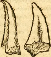 An illustration from Fabii Columnæ, Lyncei, nobilis Neapolitani, genere Romani, Opusculum de Purpura : Romae primùm, an. 1616 editum, & nunc iterùm luci datum, operâ ac studio Johann-Danielis Majoris ... cujus novissimè accesserunt annotationes quædam (1675)