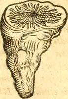 An illustration from Fabii Columnæ, Lyncei, nobilis Neapolitani, genere Romani, Opusculum de Purpura : Romae primùm, an. 1616 editum, & nunc iterùm luci datum, operâ ac studio Johann-Danielis Majoris ... cujus novissimè accesserunt annotationes quædam (1675)
