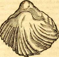 An illustration from Fabii Columnæ, Lyncei, nobilis Neapolitani, genere Romani, Opusculum de Purpura : Romae primùm, an. 1616 editum, & nunc iterùm luci datum, operâ ac studio Johann-Danielis Majoris ... cujus novissimè accesserunt annotationes quædam (1675)