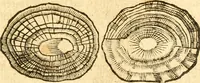 An illustration from Fabii Columnæ, Lyncei, nobilis Neapolitani, genere Romani, Opusculum de Purpura : Romae primùm, an. 1616 editum, & nunc iterùm luci datum, operâ ac studio Johann-Danielis Majoris ... cujus novissimè accesserunt annotationes quædam (1675)