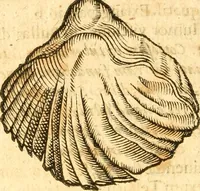 Picture 57 of 58 from Fabii Columnæ, Lyncei, nobilis Neapolitani, genere Romani, Opusculum de Purpura : Romae primùm, an. 1616 editum, & nunc iterùm luci datum, operâ ac studio Johann-Danielis Majoris ... cujus novissimè accesserunt annotationes quædam (1675), leaf 255