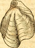 An illustration from Fabii Columnæ, Lyncei, nobilis Neapolitani, genere Romani, Opusculum de Purpura : Romae primùm, an. 1616 editum, & nunc iterùm luci datum, operâ ac studio Johann-Danielis Majoris ... cujus novissimè accesserunt annotationes quædam (1675)