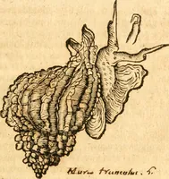 An illustration from Fabii Columnæ, Lyncei, nobilis Neapolitani, genere Romani, Opusculum de Purpura : Romae primùm, an. 1616 editum, & nunc iterùm luci datum, operâ ac studio Johann-Danielis Majoris ... cujus novissimè accesserunt annotationes quædam (1675)