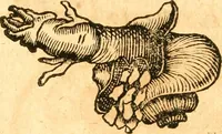 Picture 5 of 58 from Fabii Columnæ, Lyncei, nobilis Neapolitani, genere Romani, Opusculum de Purpura : Romae primùm, an. 1616 editum, & nunc iterùm luci datum, operâ ac studio Johann-Danielis Majoris ... cujus novissimè accesserunt annotationes quædam (1675), leaf 39