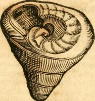 An illustration from Fabii Columnæ, Lyncei, nobilis Neapolitani, genere Romani, Opusculum de Purpura : Romae primùm, an. 1616 editum, & nunc iterùm luci datum, operâ ac studio Johann-Danielis Majoris ... cujus novissimè accesserunt annotationes quædam (1675)