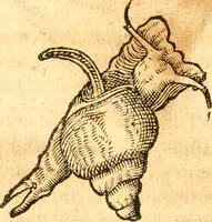 An illustration from Fabii Columnæ, Lyncei, nobilis Neapolitani, genere Romani, Opusculum de Purpura : Romae primùm, an. 1616 editum, & nunc iterùm luci datum, operâ ac studio Johann-Danielis Majoris ... cujus novissimè accesserunt annotationes quædam (1675)