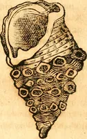 An illustration from Fabii Columnæ, Lyncei, nobilis Neapolitani, genere Romani, Opusculum de Purpura : Romae primùm, an. 1616 editum, & nunc iterùm luci datum, operâ ac studio Johann-Danielis Majoris ... cujus novissimè accesserunt annotationes quædam (1675)