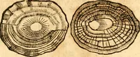 Picture 9 of 58 from Fabii Columnæ, Lyncei, nobilis Neapolitani, genere Romani, Opusculum de Purpura : Romae primùm, an. 1616 editum, & nunc iterùm luci datum, operâ ac studio Johann-Danielis Majoris ... cujus novissimè accesserunt annotationes quædam (1675), leaf 44