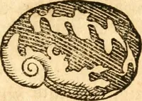 An illustration from Fabii Columnæ, Lyncei, nobilis Neapolitani, genere Romani, Opusculum de Purpura : Romae primùm, an. 1616 editum, & nunc iterùm luci datum, operâ ac studio Johann-Danielis Majoris ... cujus novissimè accesserunt annotationes quædam (1675)