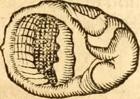An illustration from Fabii Columnæ, Lyncei, nobilis Neapolitani, genere Romani, Opusculum de Purpura : Romae primùm, an. 1616 editum, & nunc iterùm luci datum, operâ ac studio Johann-Danielis Majoris ... cujus novissimè accesserunt annotationes quædam (1675)