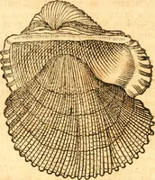 Picture 12 of 58 from Fabii Columnæ, Lyncei, nobilis Neapolitani, genere Romani, Opusculum de Purpura : Romae primùm, an. 1616 editum, & nunc iterùm luci datum, operâ ac studio Johann-Danielis Majoris ... cujus novissimè accesserunt annotationes quædam (1675), leaf 49