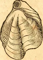 An illustration from Fabii Columnæ, Lyncei, nobilis Neapolitani, genere Romani, Opusculum de Purpura : Romae primùm, an. 1616 editum, & nunc iterùm luci datum, operâ ac studio Johann-Danielis Majoris ... cujus novissimè accesserunt annotationes quædam (1675)