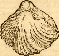 An illustration from Fabii Columnæ, Lyncei, nobilis Neapolitani, genere Romani, Opusculum de Purpura : Romae primùm, an. 1616 editum, & nunc iterùm luci datum, operâ ac studio Johann-Danielis Majoris ... cujus novissimè accesserunt annotationes quædam (1675)