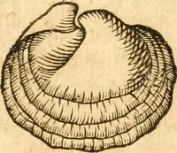 Picture 16 of 58 from Fabii Columnæ, Lyncei, nobilis Neapolitani, genere Romani, Opusculum de Purpura : Romae primùm, an. 1616 editum, & nunc iterùm luci datum, operâ ac studio Johann-Danielis Majoris ... cujus novissimè accesserunt annotationes quædam (1675), leaf 56