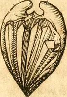 An illustration from Fabii Columnæ, Lyncei, nobilis Neapolitani, genere Romani, Opusculum de Purpura : Romae primùm, an. 1616 editum, & nunc iterùm luci datum, operâ ac studio Johann-Danielis Majoris ... cujus novissimè accesserunt annotationes quædam (1675)