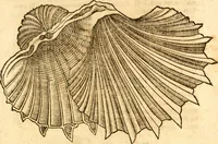 An illustration from Fabii Columnæ, Lyncei, nobilis Neapolitani, genere Romani, Opusculum de Purpura : Romae primùm, an. 1616 editum, & nunc iterùm luci datum, operâ ac studio Johann-Danielis Majoris ... cujus novissimè accesserunt annotationes quædam (1675)