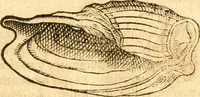 An illustration from Fabii Columnæ, Lyncei, nobilis Neapolitani, genere Romani, Opusculum de Purpura : Romae primùm, an. 1616 editum, & nunc iterùm luci datum, operâ ac studio Johann-Danielis Majoris ... cujus novissimè accesserunt annotationes quædam (1675)